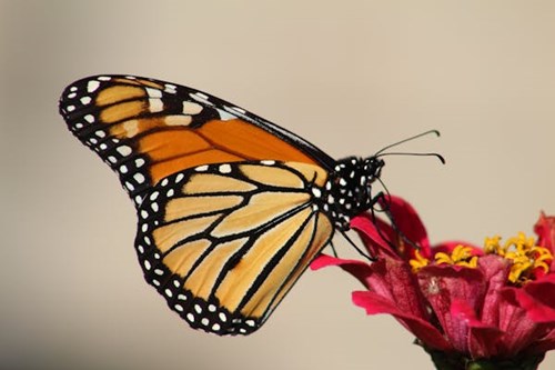 Orange butterfly on a flower