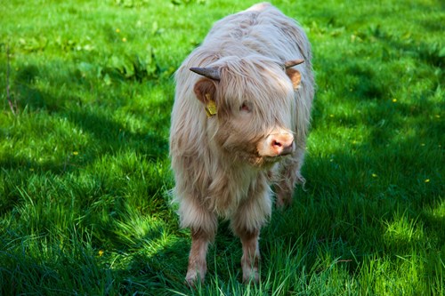 A cow in the Pollok Park