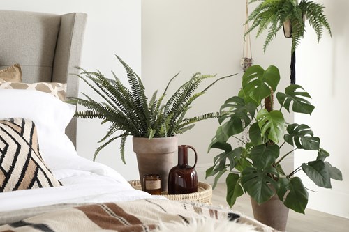 House plants beside a bed