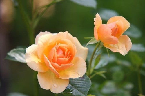 Orange roses in the summer