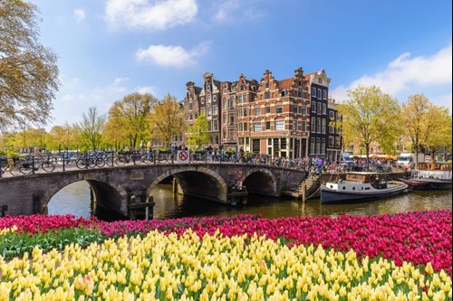 Tulips and bridge in Amsterdam